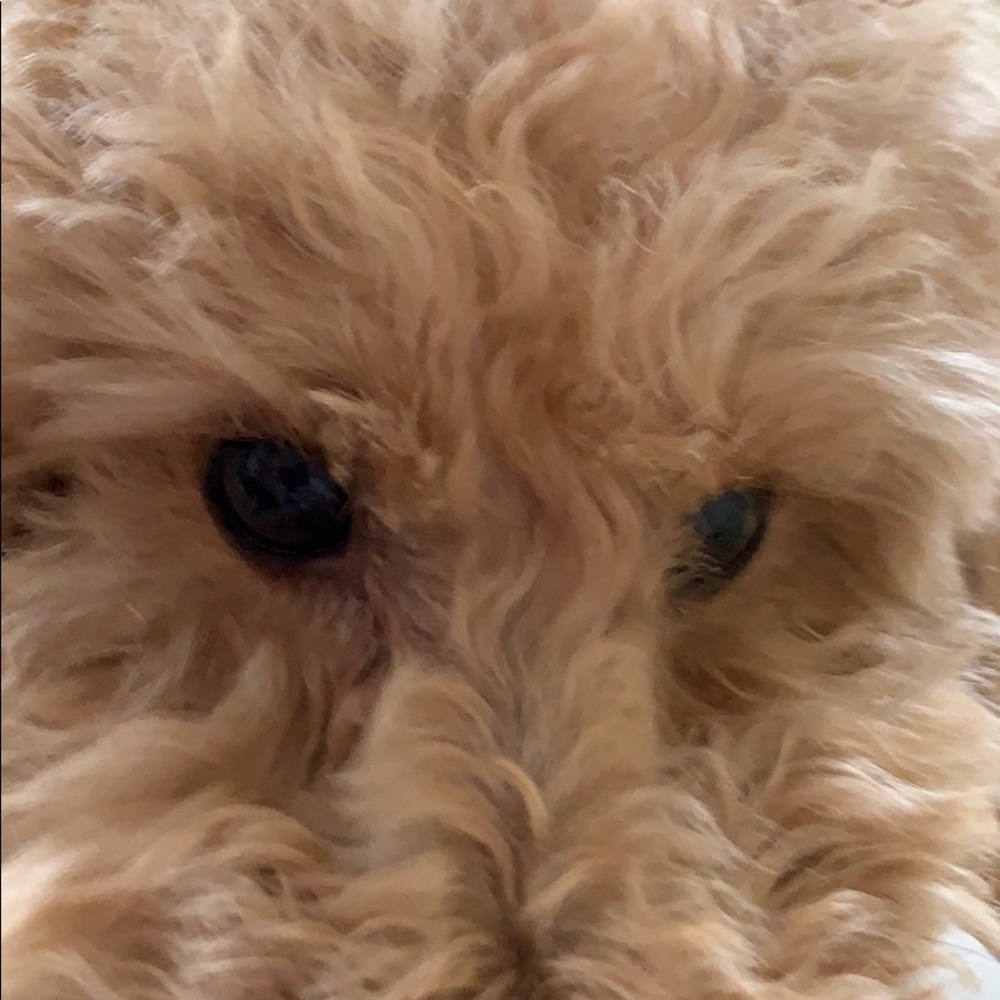 Meet your Posher, Kellie